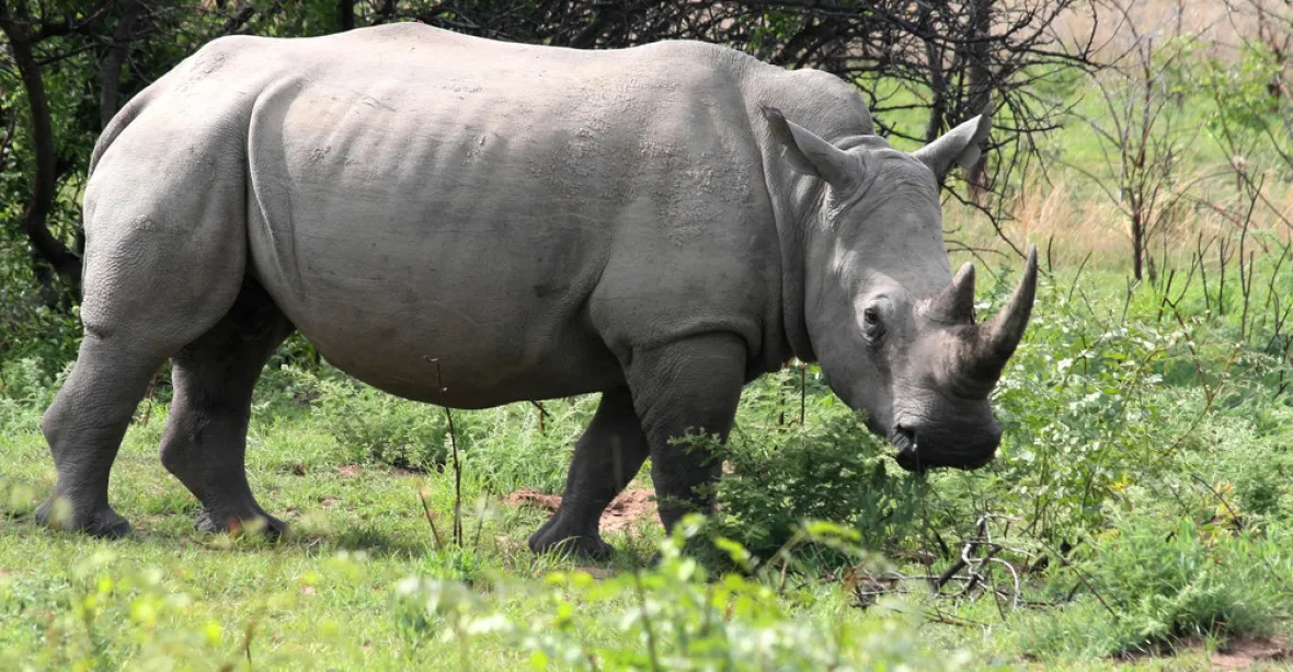 V Keni uhynul poslední samec nosorožce severního bílého