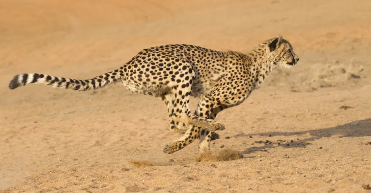 Farma  přesvědčené Američanky má zachránit vymírající gepardy