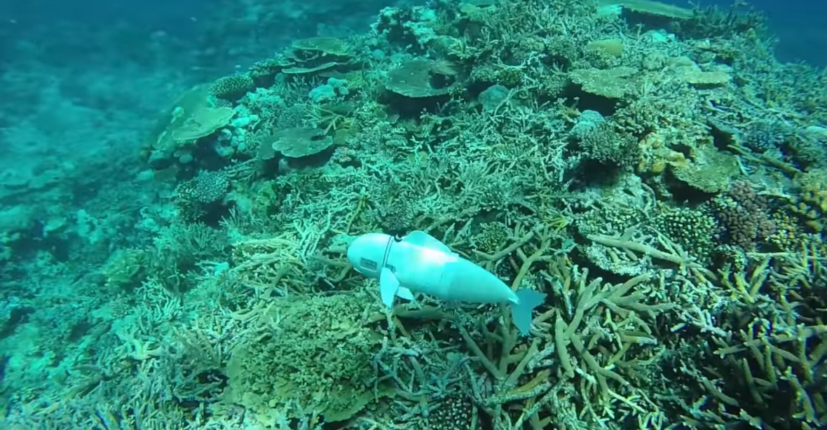 VIDEO: Robot vypadá a plave jako ryba, aby nestrašil podmořské živočichy