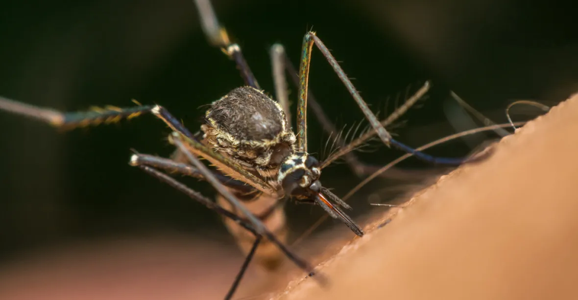 Mobil upozorní na blížícího se komára. Vědci vyvíjí aplikaci kvůli boji s malárií.
