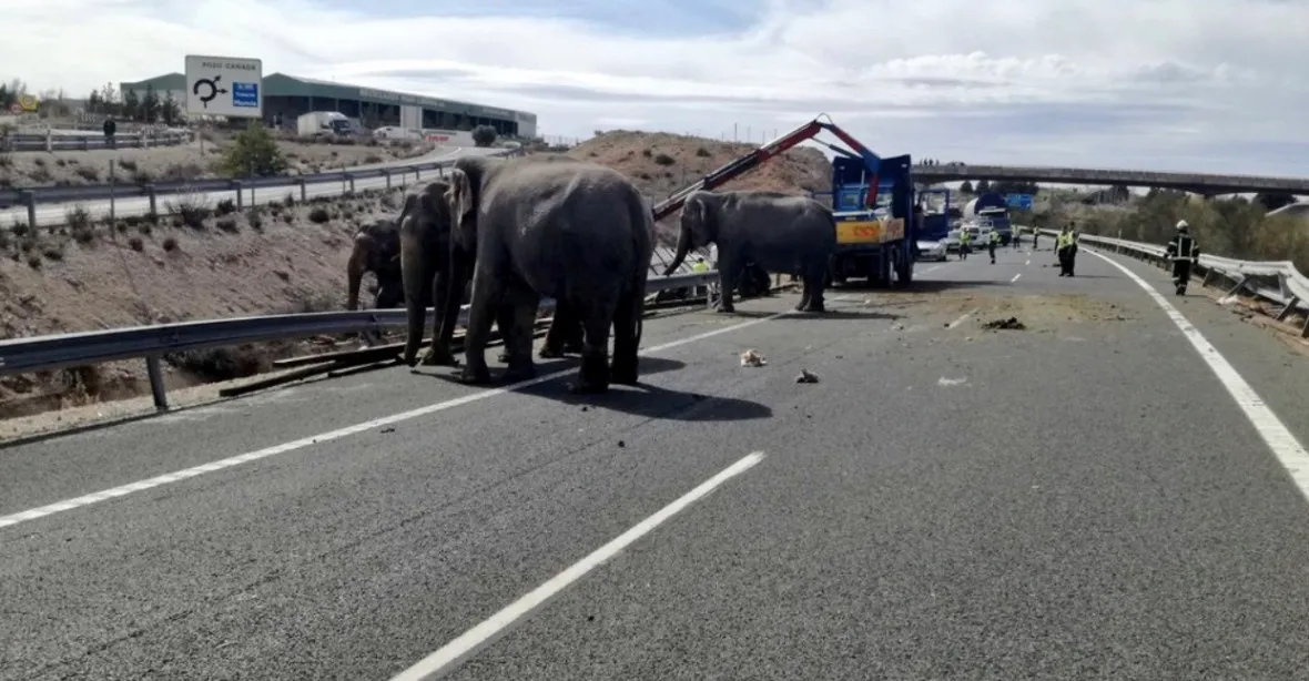 Ve Španělsku havaroval kamion se slony. Jeden z nich uhynul