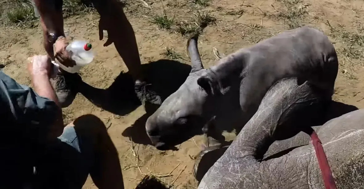 VIDEO: Hit sociálních sítí: Malý nosorožec chrání svoji matku před lidmi