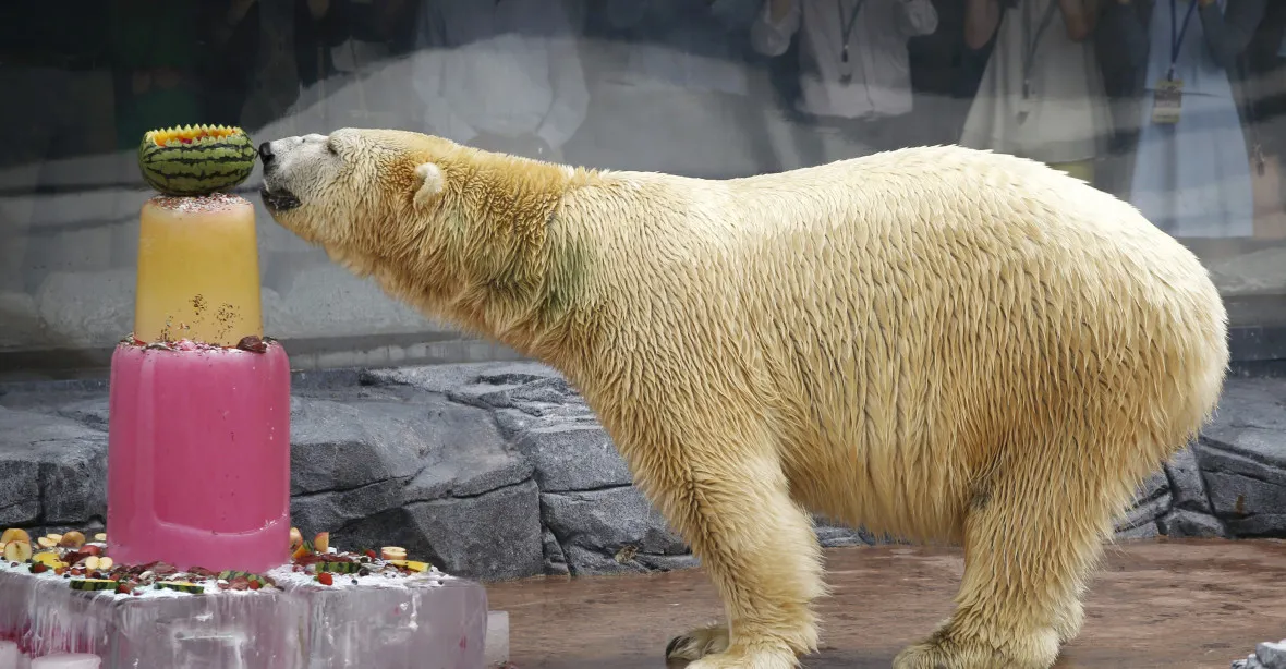 Uhynul lední medvěd Inuka. Jediný svého druhu, který se narodil v tropech