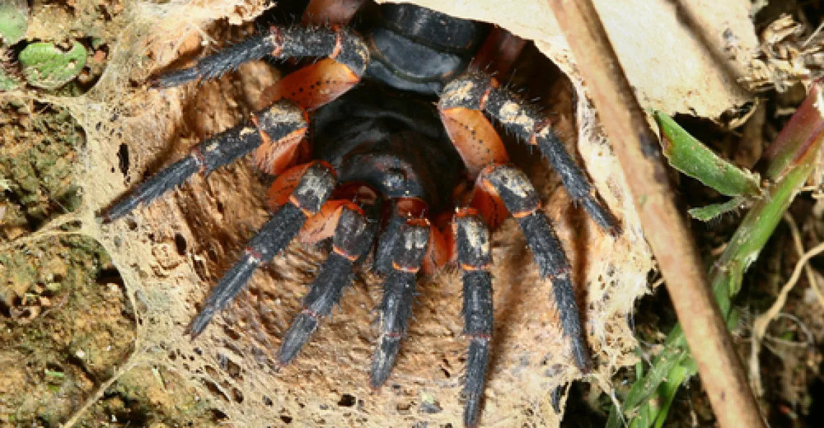 Číšlo 16 nežije. Zemřel nejstarší pavouk na světě