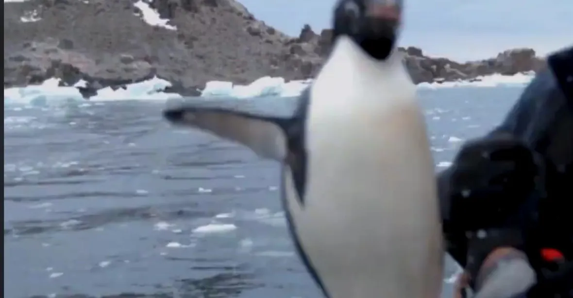 VIDEO: Tučňák skočil vědcům do lodi. Zachránil se před tuleněm