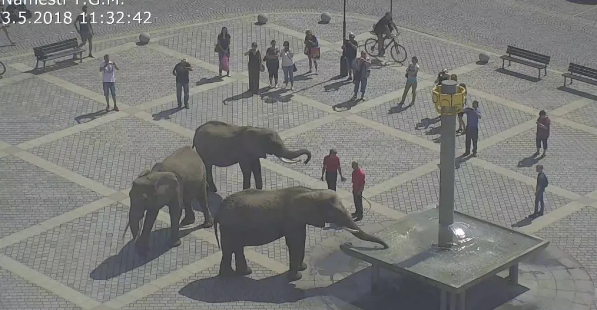Po Přerově se procházeli sloni, bude to mít dohru u úřadů