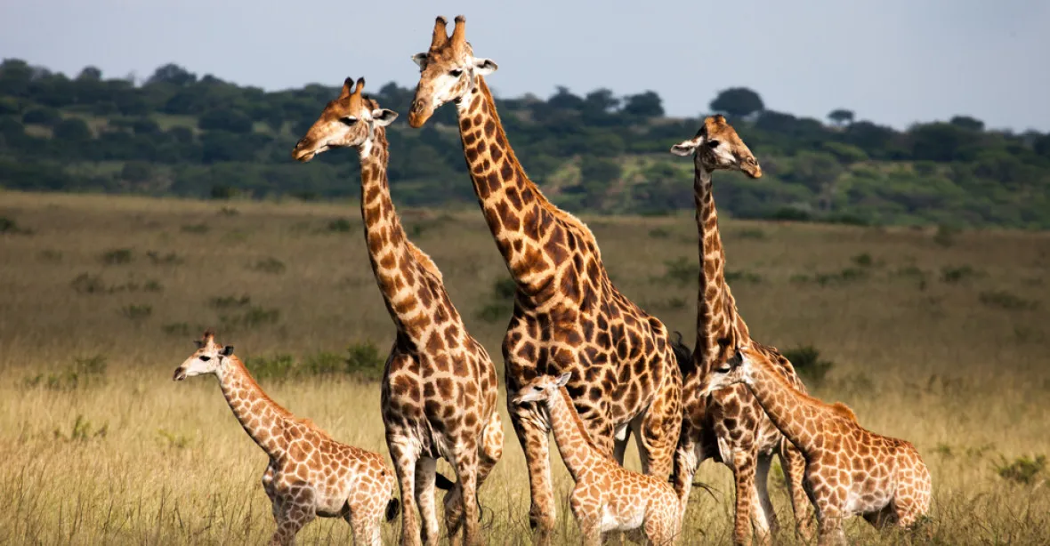 Jihoafrického filmaře zabila úderem hlavy žirafa. Letěl pět metrů vzduchem