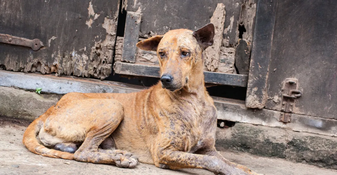 Hladoví psi na severu Indie za poslední týden zabili šest dětí