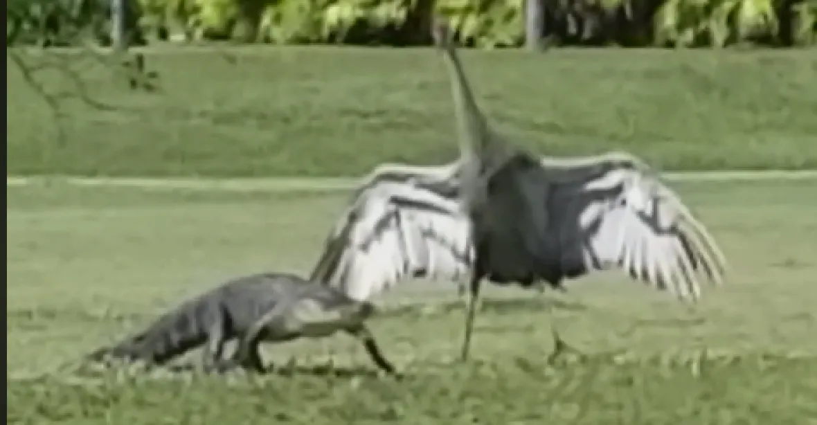 VIDEO: Statečný jeřáb sklidil obdiv. Křídly bránil rodinu před aligátorem