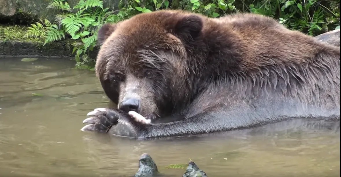 Jediný medvěd grizzly v Česku uhynul. Dobře na tom není ani medvědice