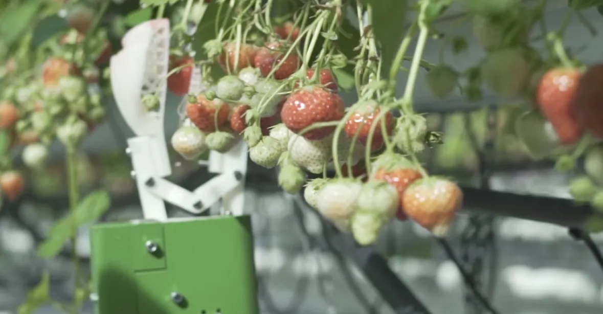 VIDEO: Po brexitu bude místo brigádníků trhat jahody robot