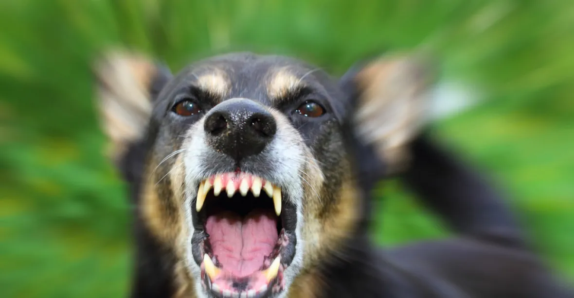 Majiteli psa, který má na svědomí dítě, hrozí až šest let