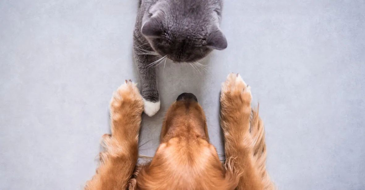 Kočky, nebo psi? Podle nových studií je jasné, kdo je chytřejší