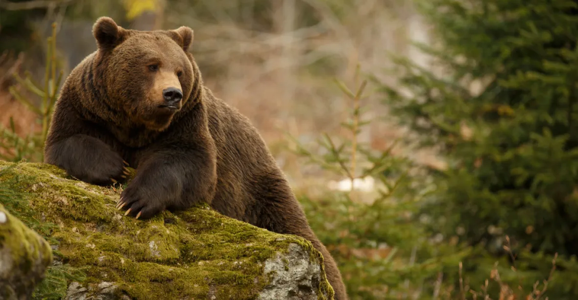 Medvěd v Krkonoších? Turista ho tam údajně spatřil po 200 letech