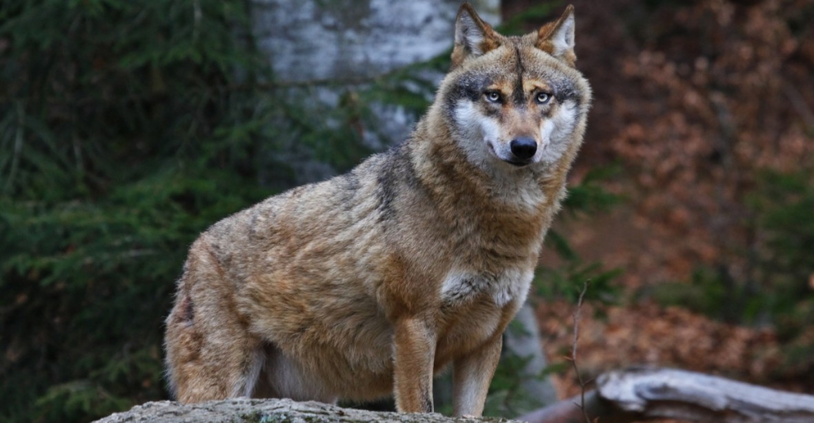 Myslivci zastřelili na jihovýchodě Polska vlka, který se nebál lidí a pokousal dvě děti