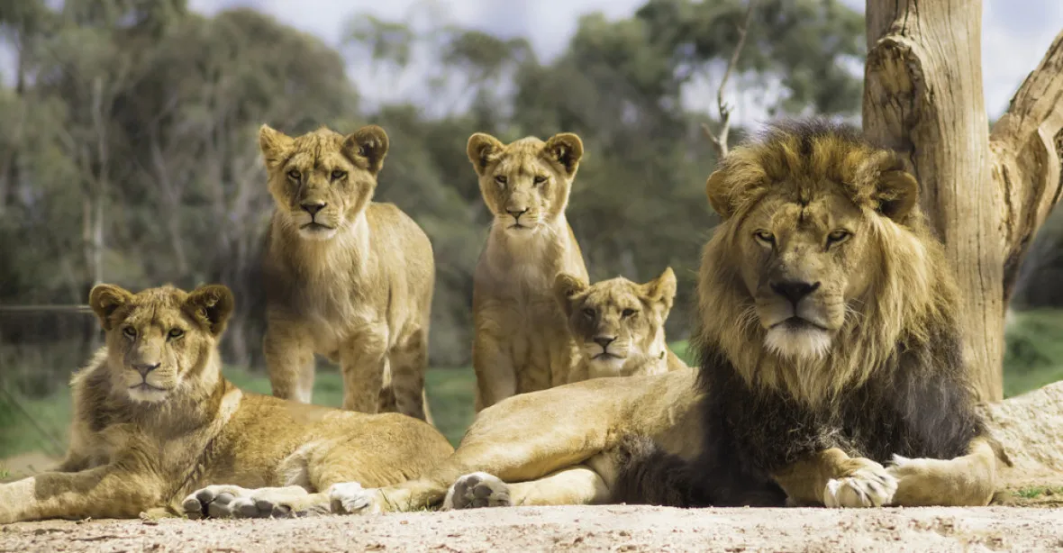 Smečka lvů roztrhala pytláky. „Moc z nich nezbylo,“ říká vlastník rezervace