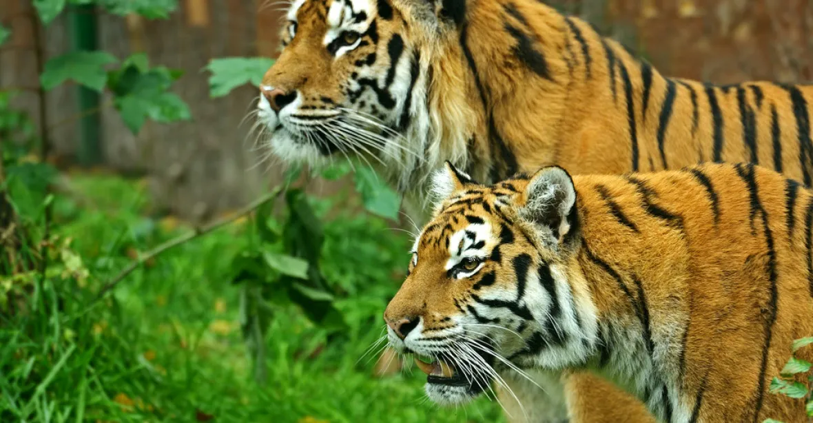 Policie zasahuje v Zooparku u Prahy kvůli špatnému zacházení s tygry a lvy