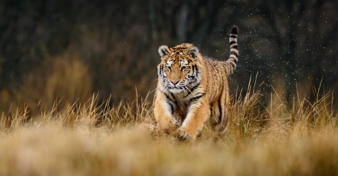 Podezření na nelegální obchod s tygry. Policie obvinila tři lidi