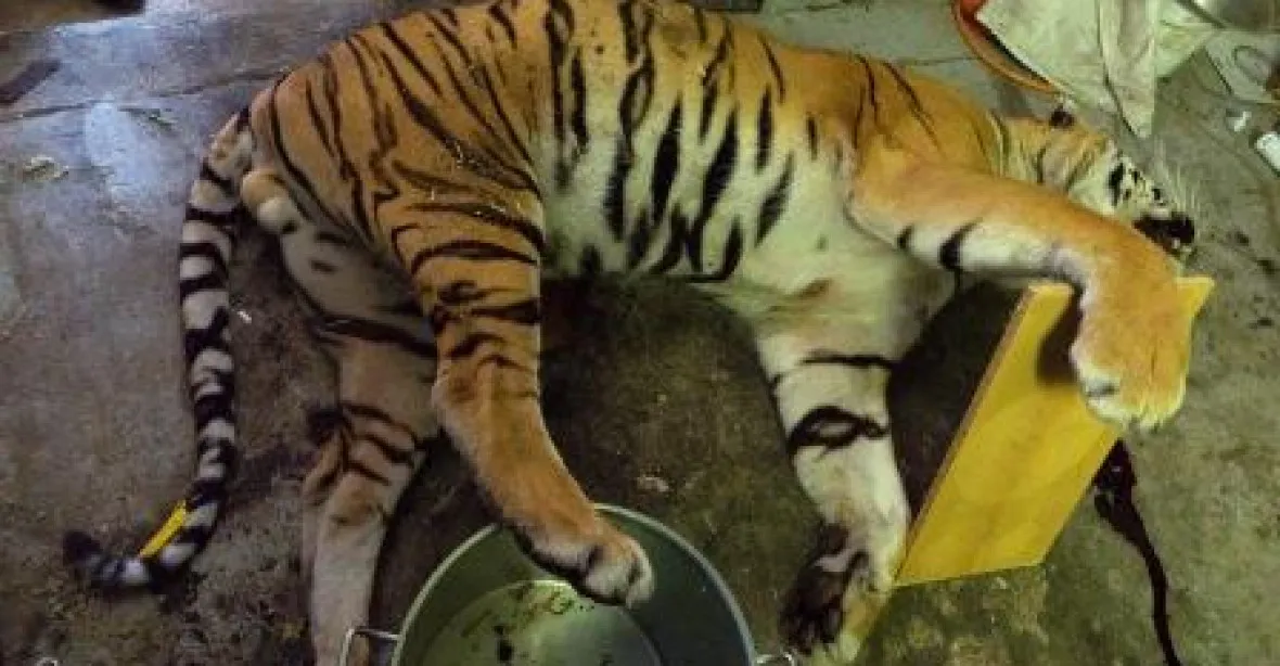 Tygří razie v Česku. Muži zabíjeli vzácné šelmy, dělali z nich masox i víno