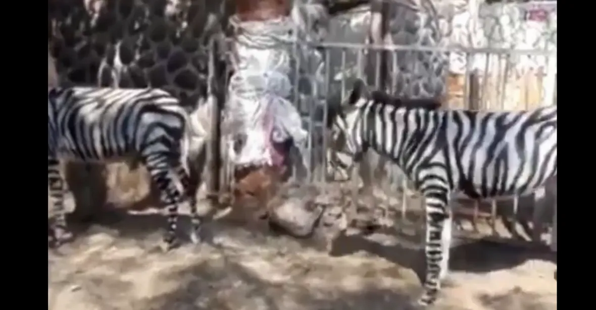 Zoo v Káhiře namalovala na osly pruhy a vydávala je za zebry