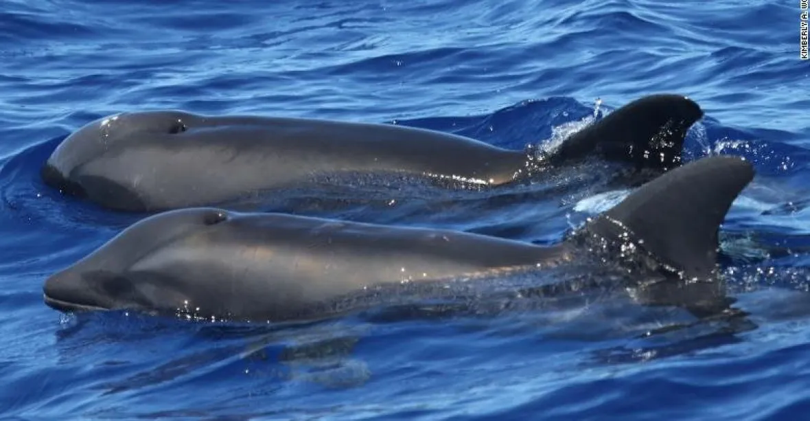 Nový objev: vědci identifikovali křížence velryby a delfína, říkají mu velfín