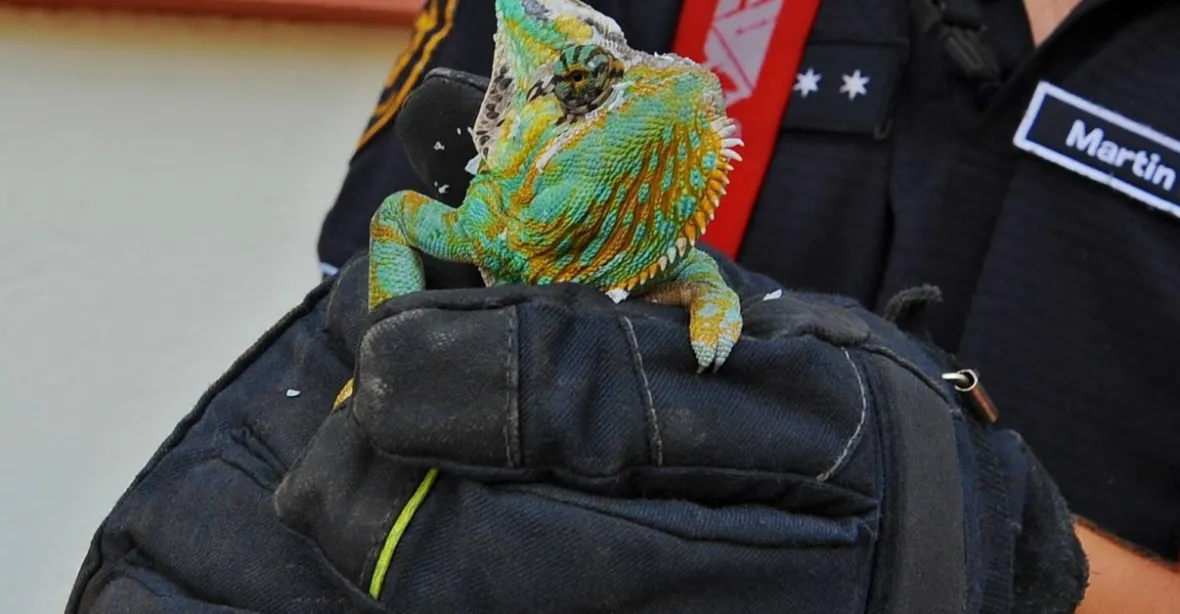 FOTOGALERIE: Chameleon uvízl na hromosvodu v centru Prahy, zachránili jej až hasiči