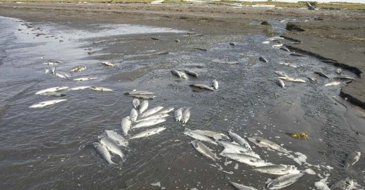 Rybáři sbírají tuny leklých ryb. Uhynuly kvůli vedru a suchu