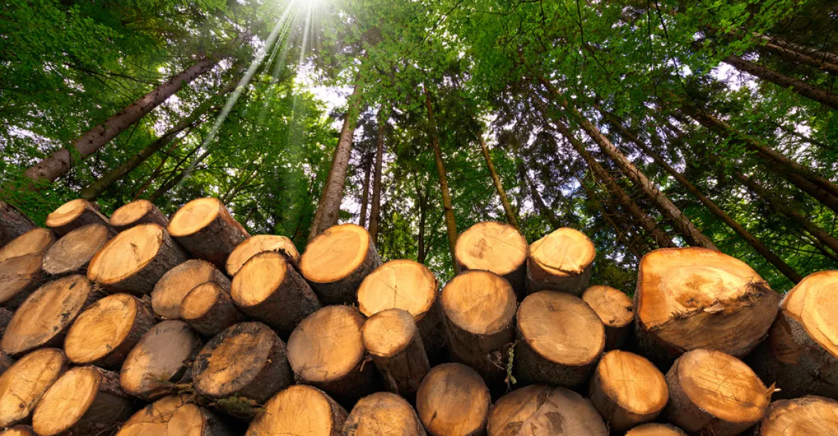 Česku vyveze desítky tisíc kubíků dřeva do Číny