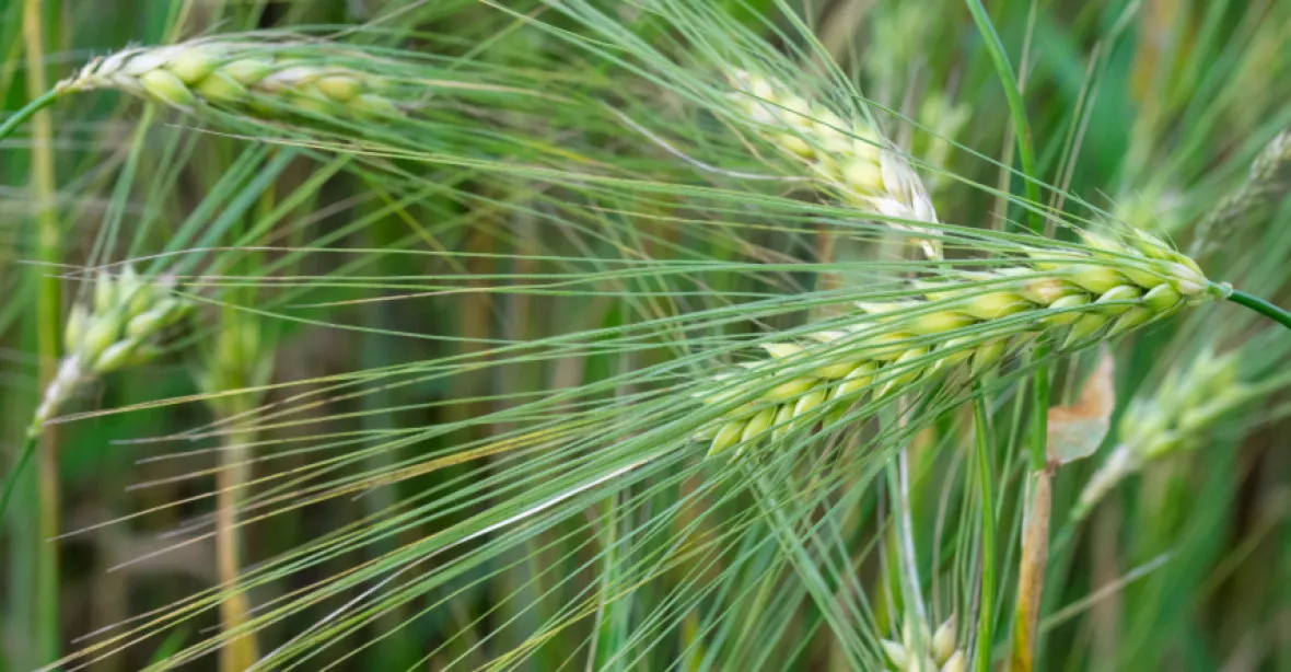 Průlomový objev s českou účastí: Vědci rozluštili celý dědičný kód pšenice
