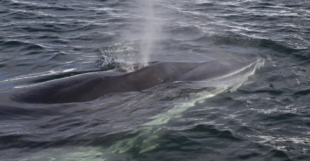 Japonci ulovili desítky velryb, údajně pro vědecký výzkum