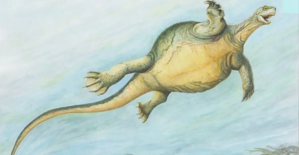 Vědci objevili fosílii prehistorické želvy. Měřila dva metry a neměla krunýř