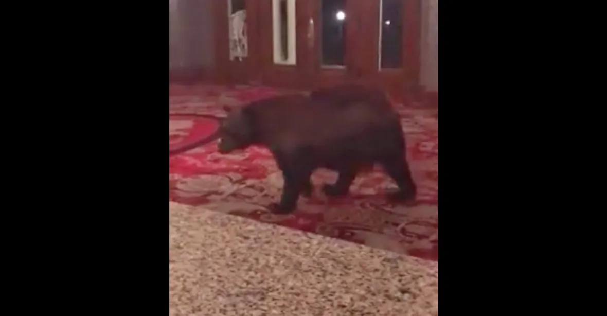 VIDEO: Do hotelu z Kingova Osvícení přišel medvěd. Vedení mu udělilo výjimku
