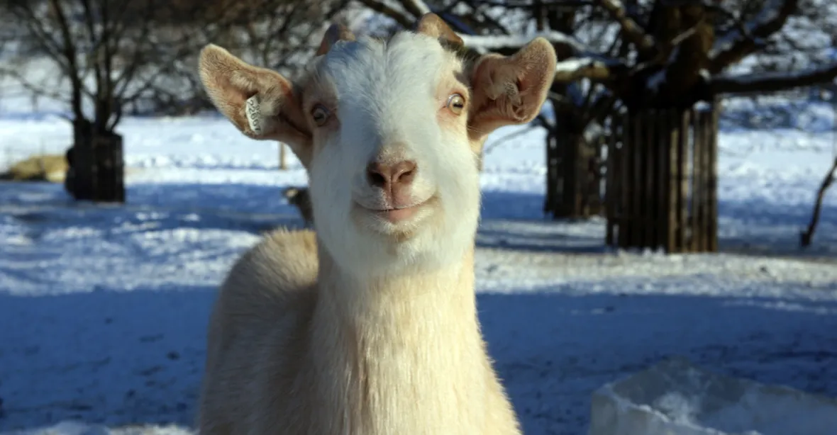 Kozy mají podle vědců raději lidi, kteří se usmívají