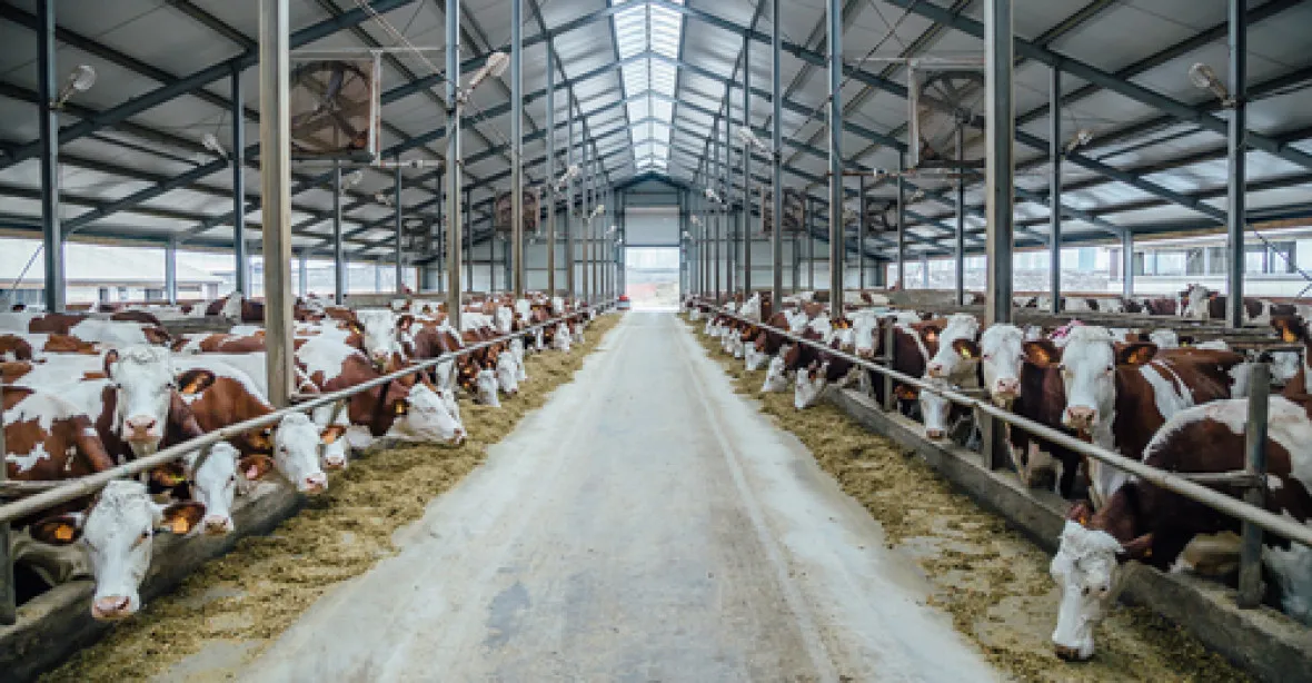 Záhada v Agrofertu: policie vyšetřuje náhlé uhynutí 80 krav