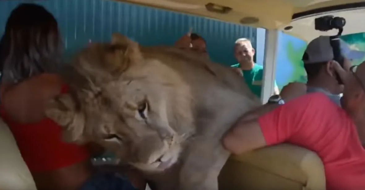 VIDEO: Lev na safari vlezl k lidem do autobusu. Chtěl se pomazlit