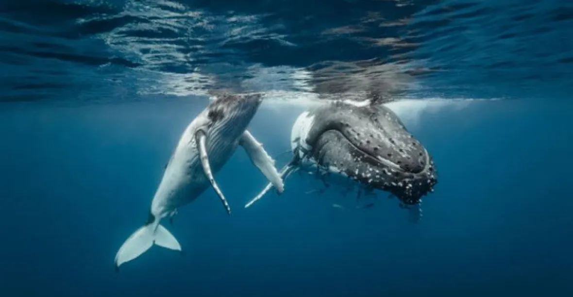 Japonsko neprosadilo svůj návrh na obnovu lovu velryb. Dál je ale masakruje
