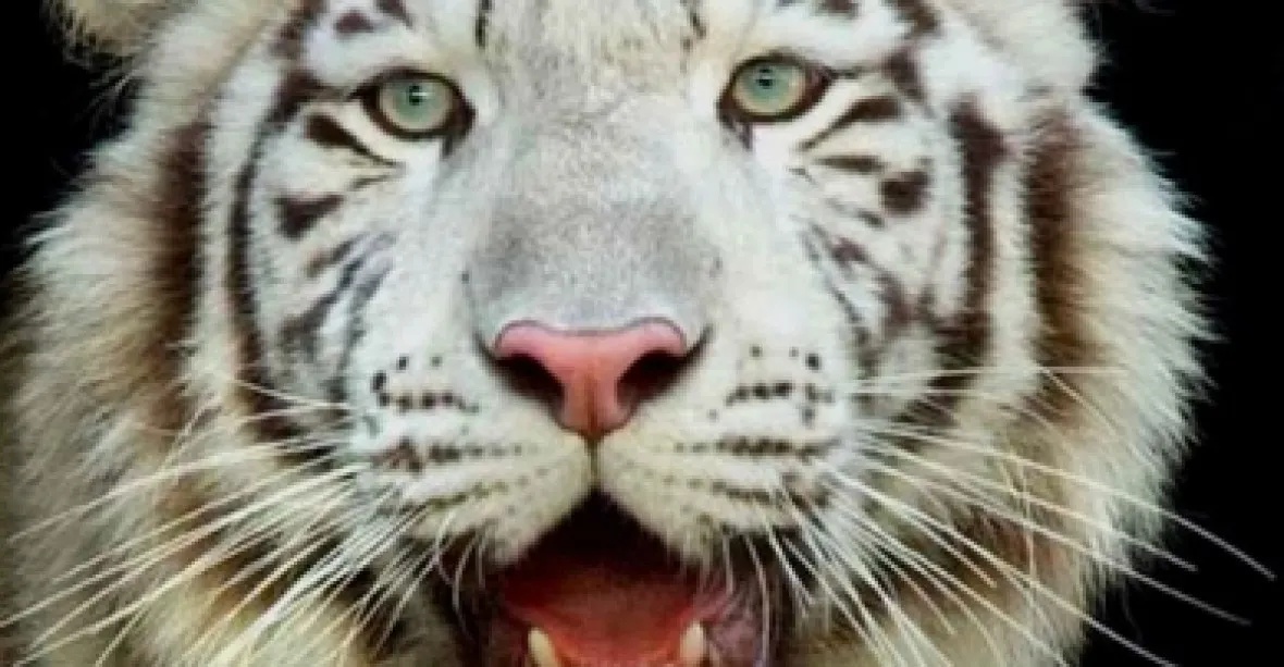 Evropské asociaci navzdory. Lidé bojují za zachování bílých tygrů v Liberci