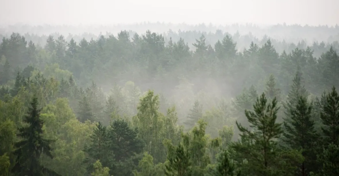 „Kůrovcová apokalypsa.“ Stát musí pomoci i drobným vlastníkům lesů, píše Babišovi starosta