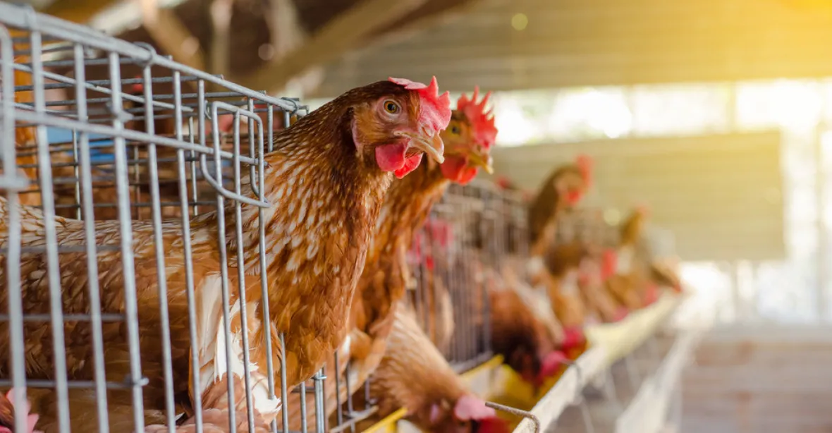 Evropa není schopná zabezpečit produkci vajec bez klecí, tvrdí šéf Agrární komory. Oponuje řetězcům