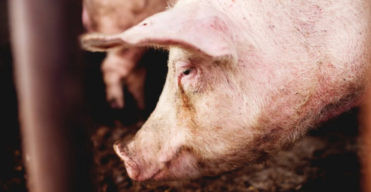 Kvůli vegetariánskému salámu zemře víc zvířat než kvůli „originálu“