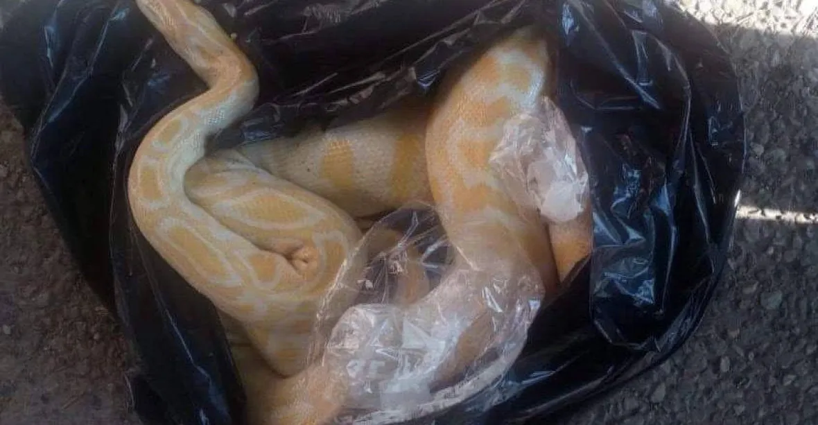 Další pražský had. Muž nalezl v Nových Butovicích mrtvou krajtu