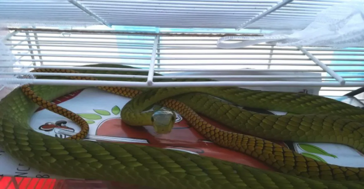 Záhady kolem mamby zelené. Plánovala majitelka hada nezvyklou sebevraždu?