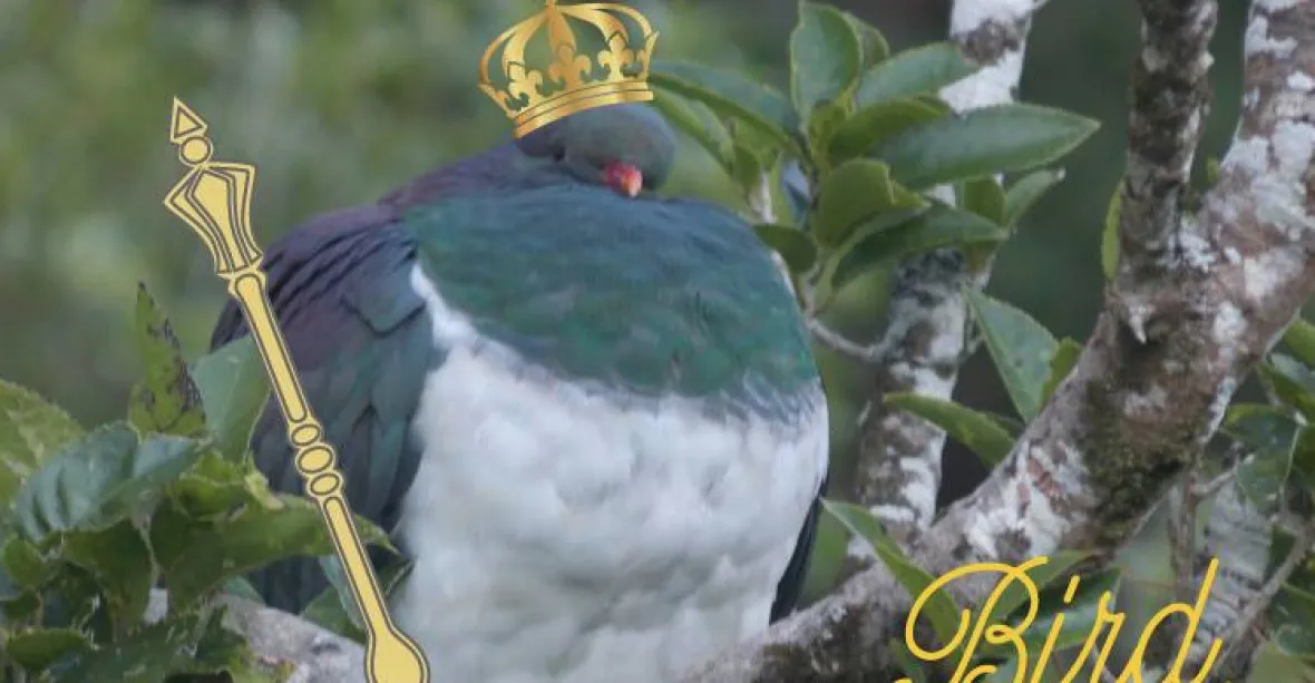 Opeřenec se opíjí tak, až padá ze stromů. Novozélanďané zvolili holuba ochmelku ptákem roku
