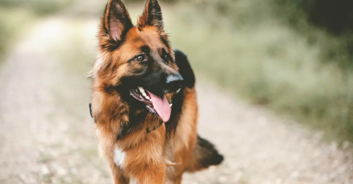 Psi dokáží čichem rozpoznat parazity i určité druhy rakoviny