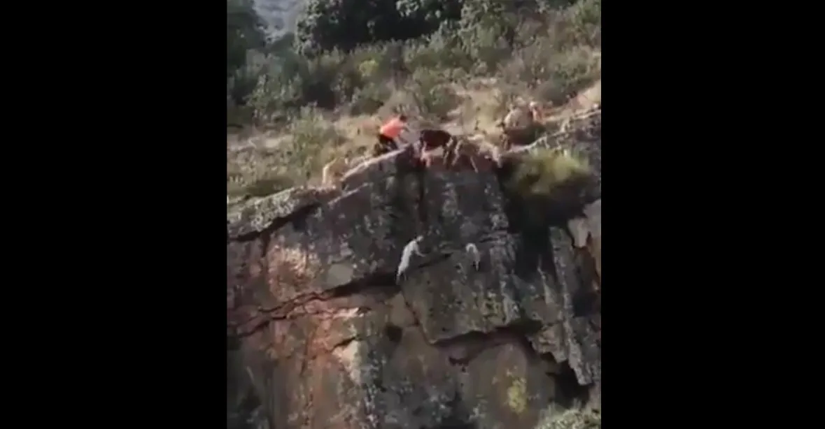 VIDEO: Lovečtí psi i jelen padají ze strmé skály. Záběry pobouřily španělské sociální sítě