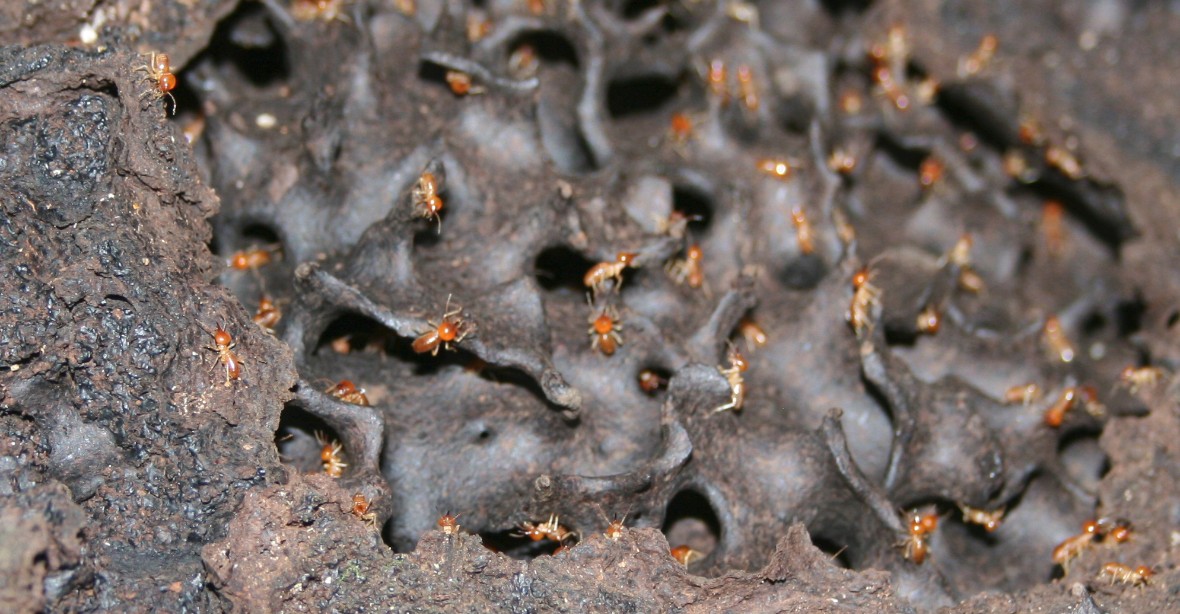 V Brazílii objevili obří „město“ termitů. Rozkládá se na ploše velké jako Británie