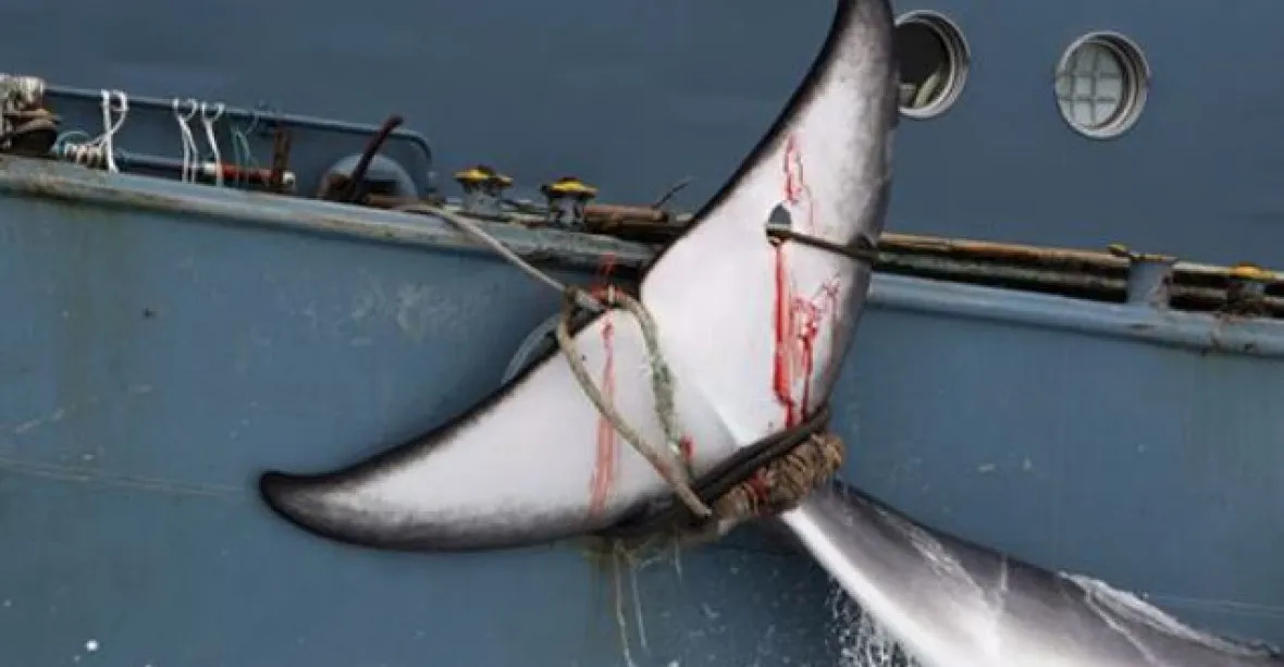 Japonsko opouští velrybářskou komisi, zamýšlí obnovit komerční mořská jatka