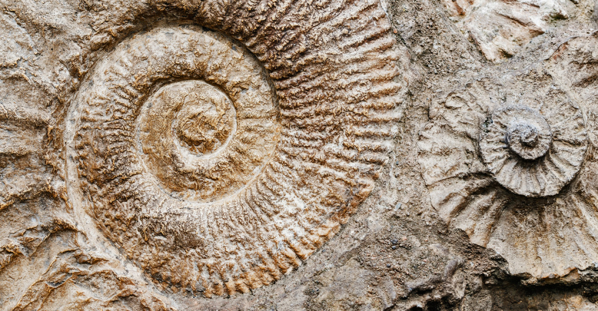 Národní muzeum dostalo tisíce zkamenělin. Miliony let staré fosílie pochází z dolu Bílina