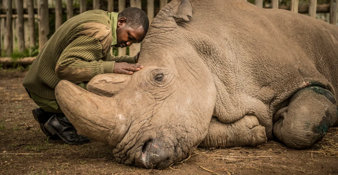 Dojemná fotografie umírajícího nosorožce, posledního samce svého druhu