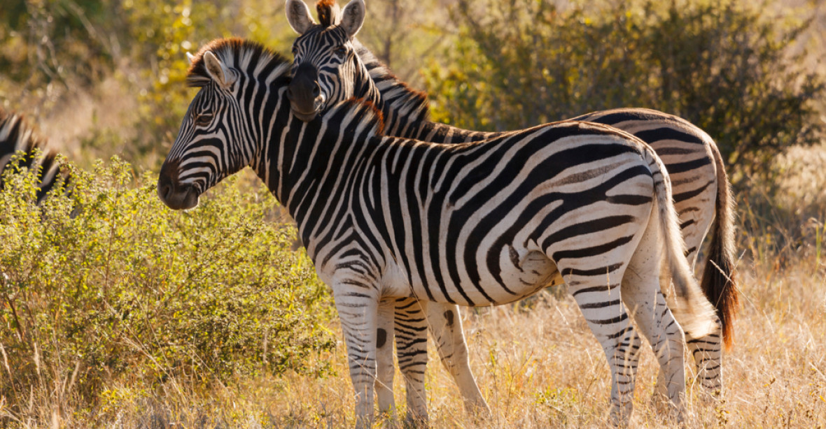 Proč mají zebry proužky? Vědci přišli po experimentu s novým vysvětlením